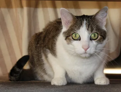 家猫，阿迪达斯，被唤醒