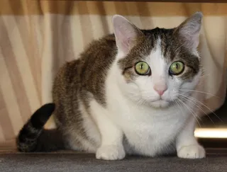 家猫，阿迪达斯，被唤醒