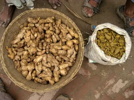 食物,水煮花生,乌龟,盆,狗粮,生姜