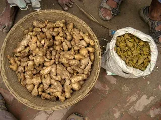 食物,水煮花生,乌龟,盆,狗粮,生姜