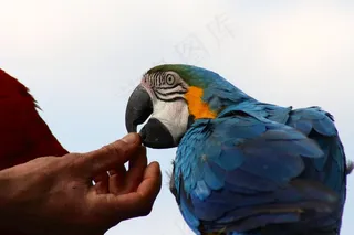 驯服蓝金刚鹦鹉，蓝鹦鹉饲养，手喂鹦鹉