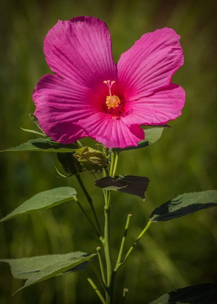 沼泽芙蓉花，粉红色，花，芙蓉花Moscheutos