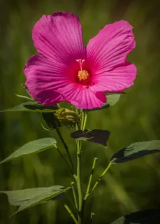 沼泽芙蓉花,粉红色,花,芙蓉花Moscheutos 沼泽芙蓉花,粉红色,花,芙蓉花Moscheutos