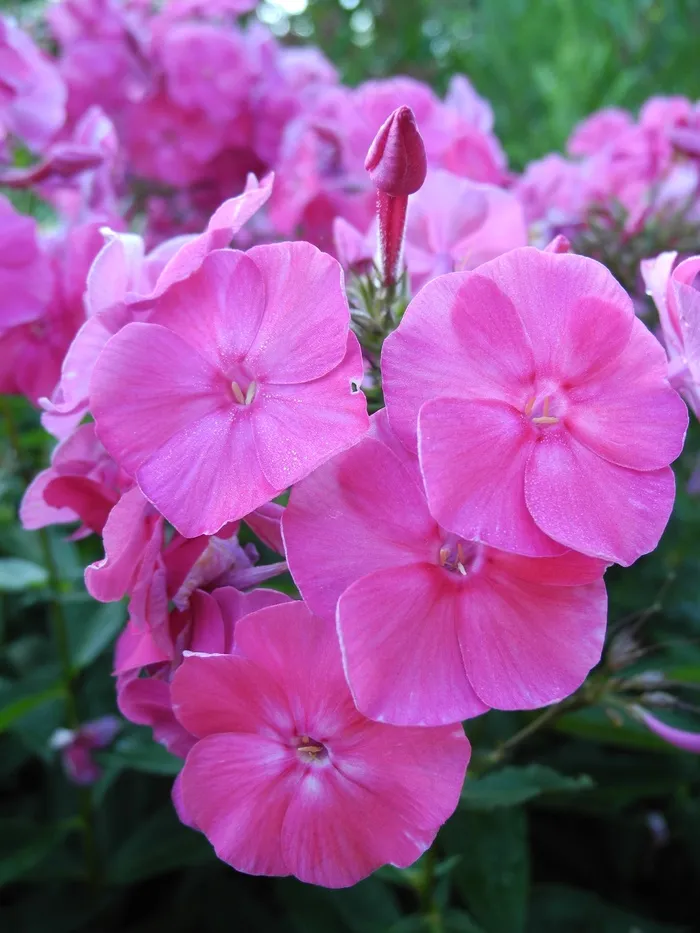 花，粉红色，花