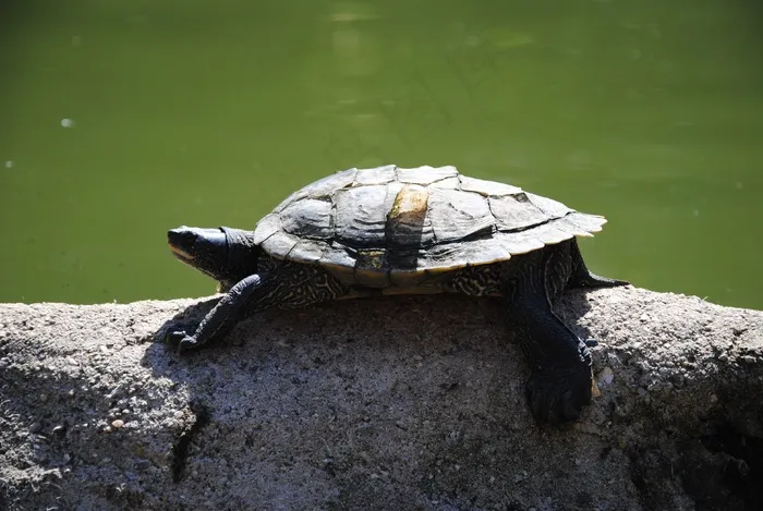 龟，水，动物，野生动物，海洋，水生