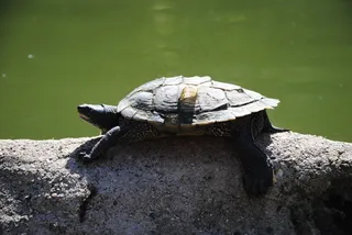 龟，水，动物，野生动物，海洋，水生