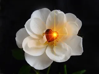 玫瑰，心，爱情，运气，谢谢，装饰