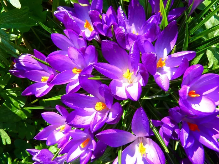 番红花，花，春天，紫色，开花，盛开