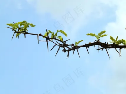 旋转，凯西，树，天空，植物