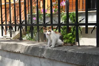 猫，焦虑，动物