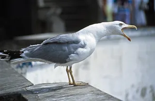 海鸥，哭泣，比尔，鸟，全身羽毛，动物世界