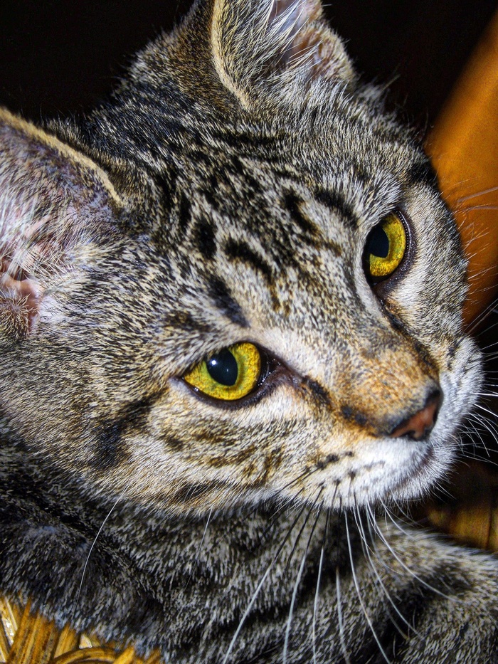 虎斑猫，条纹，猫，宠物，动物，猫的，脸