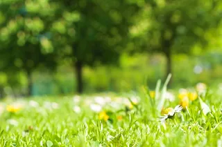 春天，草地，雏菊，性质，鲜花