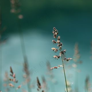 盛开，开花，花的，春天，秋季，希望，植物