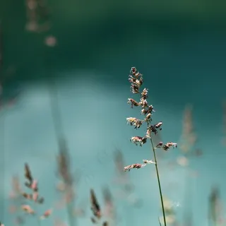 盛开,开花,花的,春天,秋季,希望,植物 盛开,开花,花的,春天,秋季,希望,植物