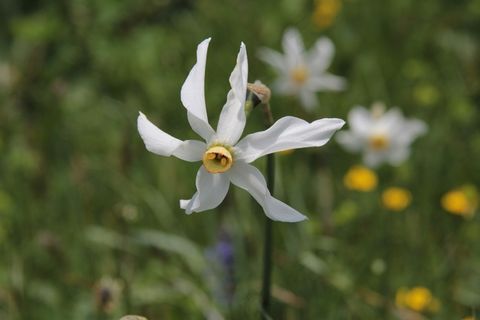 花，魏斯，黄水仙