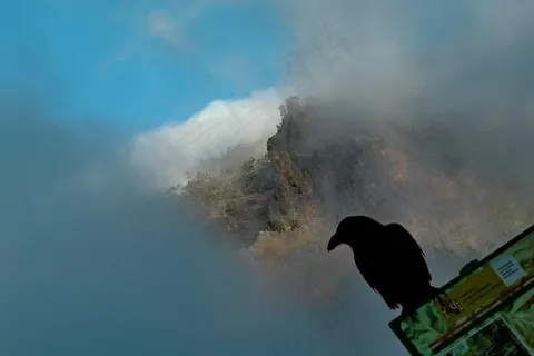 乌鸦,鸟,景观,雾,山,云,心情 乌鸦,鸟,景观,雾,山,云,心情