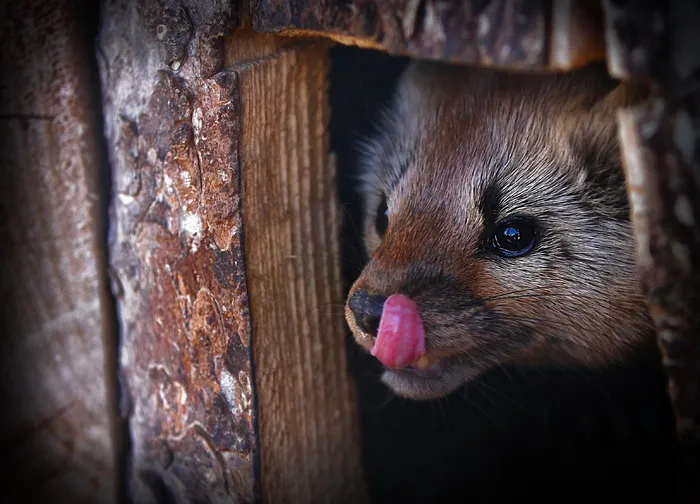 火星，动物，野生，自然，动物，野生动物