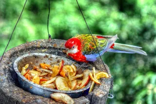 鸟，动物园，大都会，通过喂养，鸟食，鹦鹉