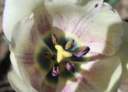 花，柱头，样式，花药，细丝，花粉