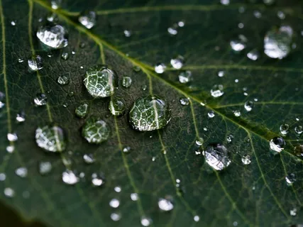 叶,雨,水滴,性质,宏,绿色,湿,水 叶,雨,水滴,性质,宏,绿色,湿,水