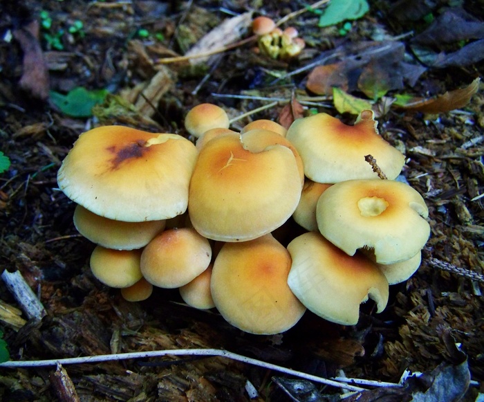 硫磺真菌，蘑菇组，自然的黄色花