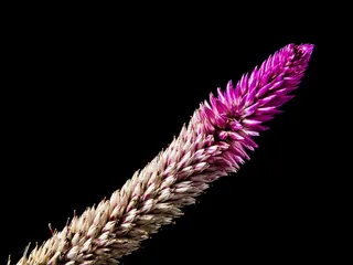 开花，花，野花，关闭