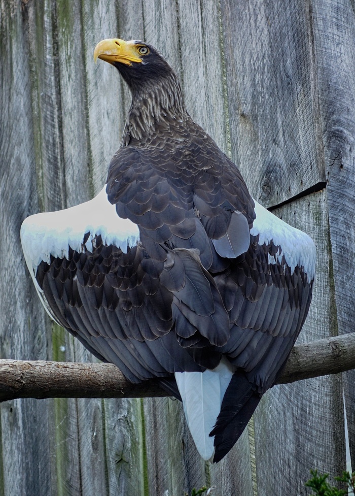 Haliaeetus Pelagicus，动物园，鲈鱼，鸟，飞，翅膀