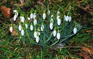 鲜花，雪花莲，春天，盛开，性质，白，植物
