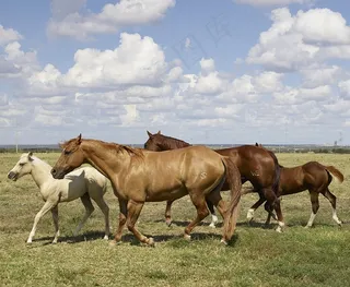 马匹，母马，小马，马，牧群，动物，跑步