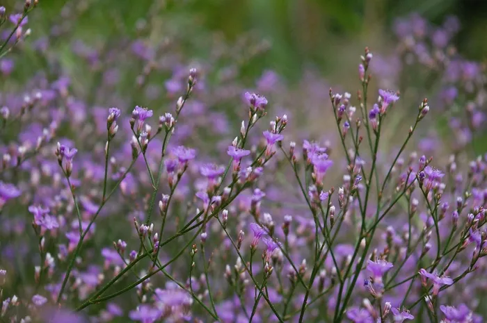 紫丁香滩，Trockenblumen，夏花，紫色