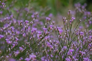 紫丁香滩，Trockenblumen，夏花，紫色
