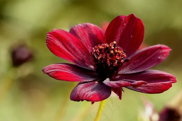 巧克力花，秋天，公园