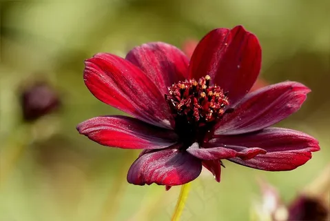 巧克力花,秋天,公园 巧克力花,秋天,公园