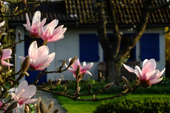 玉兰，鲜花，春天，5月，开花，盛开，花园