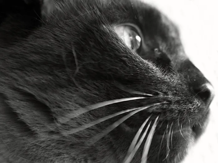 猫，猫的，小猫，基蒂，猫脸，可爱，肖像