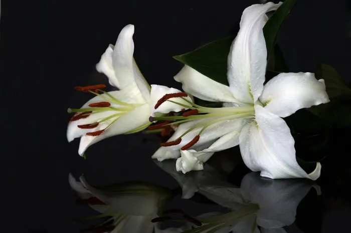 花，百合，植物，花园，自然