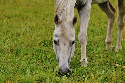 马，模具，动物，骑，牧场，放牧