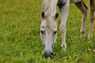马，模具，动物，骑，牧场，放牧