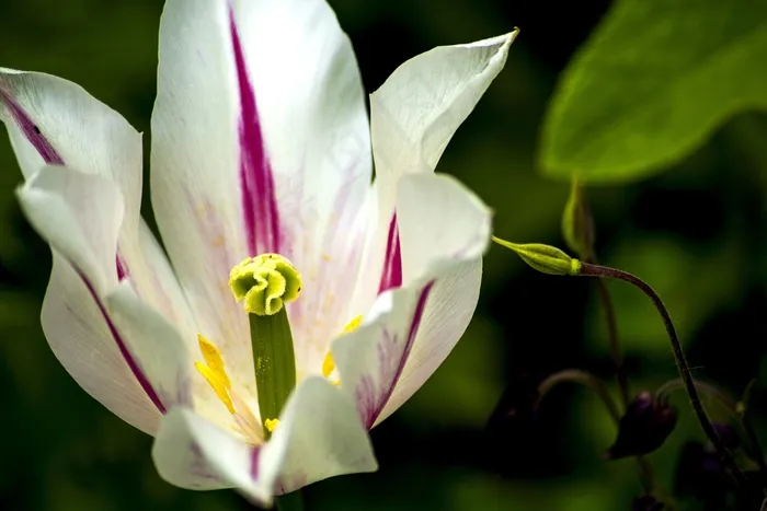 花，郁金香，芽，盛开，春天，植物，花瓣