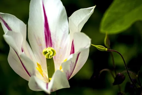 花，郁金香，芽，盛开，春天，植物，花瓣
