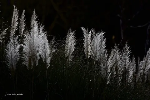 长而高的草〜南部外滩