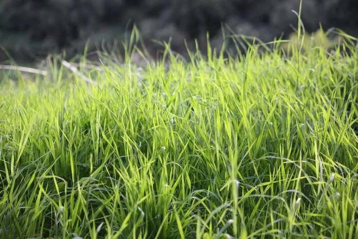 草，普拉托，植被，花园，自然，草地