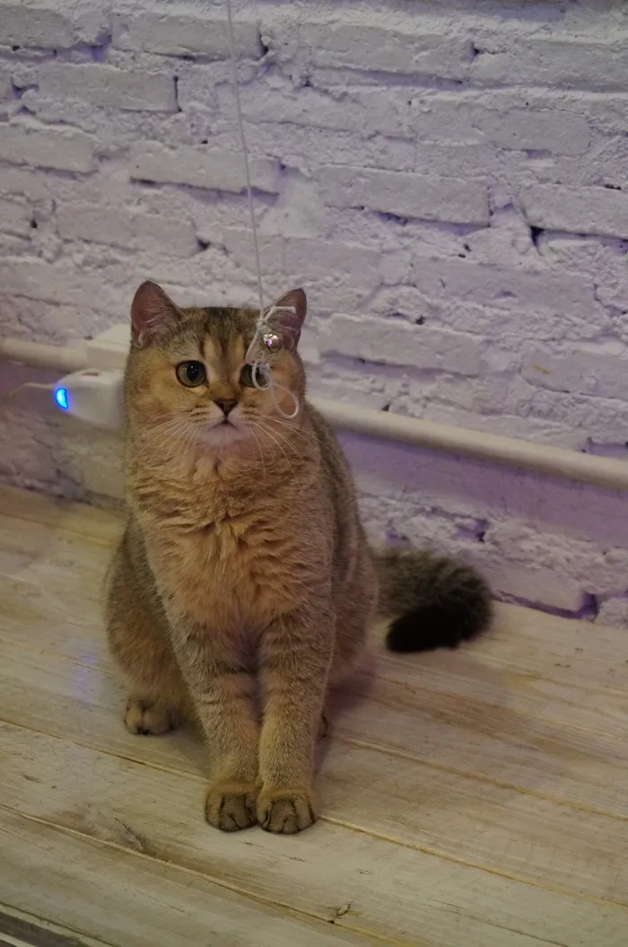 英国短毛猫，猫，宠物，动物，猫科动物