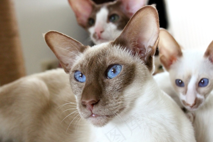 家庭，猫，暹罗猫，母亲，儿童，男孩，小猫