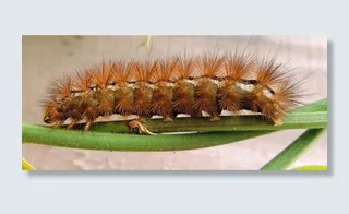 毛虫，昆虫，昆虫，自然，蝴蝶，Bug