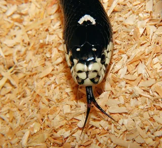 蛇王，加利福尼亚Getula，蛇，头，黄色