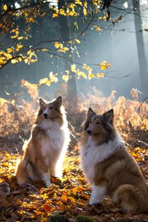 牧羊犬,狗,宠物,动物,动物肖像,毛皮,视图 牧羊犬,狗,宠物,动物,动物肖像,毛皮,视图