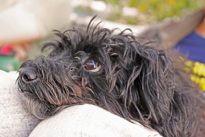 狗，宠物，快乐