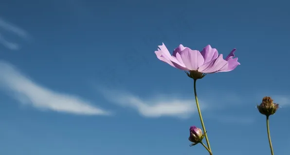 宇宙,秋,塔比莎,波斯菊领域,紫色,鲜花 宇宙,秋,塔比莎,波斯菊领域,紫色,鲜花